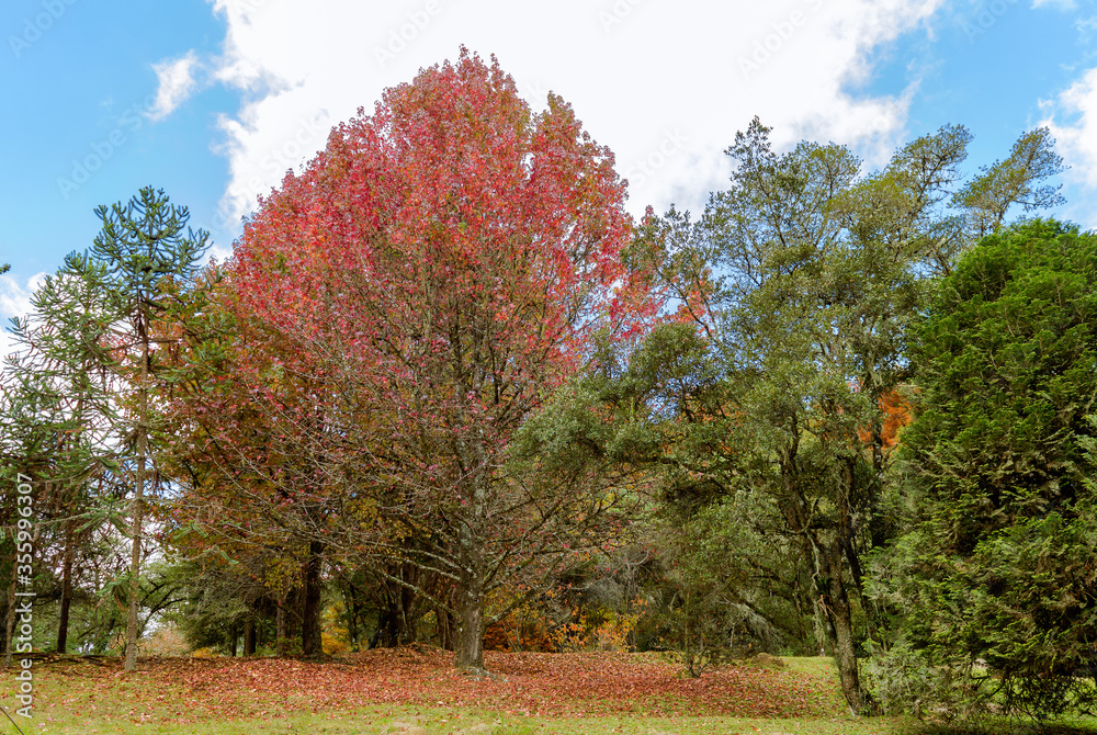 Naklejka premium Campos do Jordão Tree Farm Park in autumn, São Paulo, Brazil