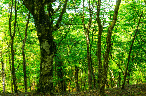 Fototapeta Naklejka Na Ścianę i Meble -  深い緑の森