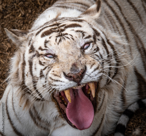 Fototapeta Naklejka Na Ścianę i Meble -  Roaring Tiger
