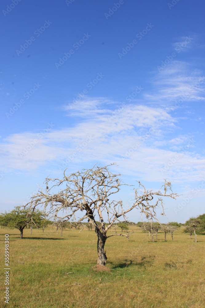 Arból en la Provincia de Corrientes Argentina Arból en la Provincia de Corrientes Argentina