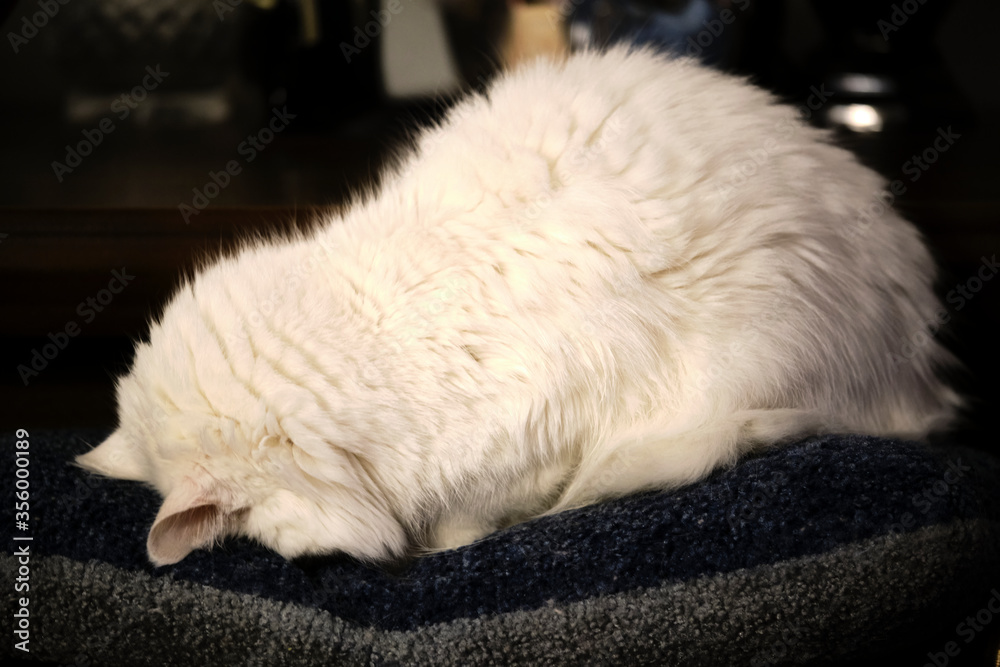 white cats lie on a pillow low light color white cats lie on a pillow low light color