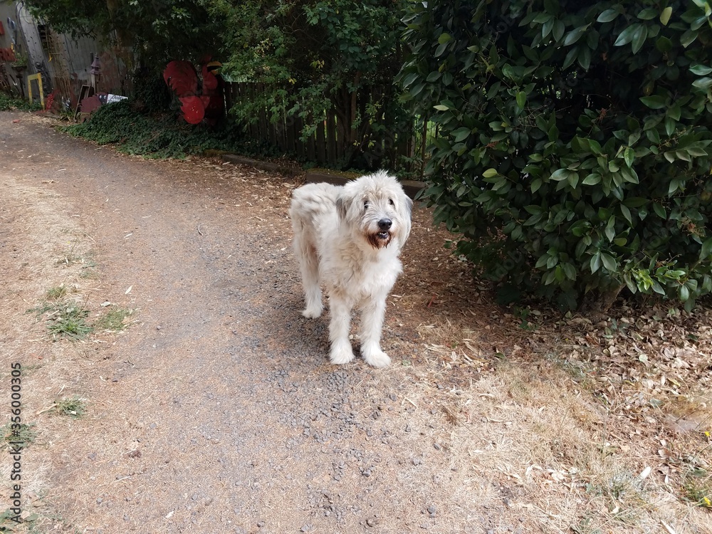 white dog with dirty beard on pebble path