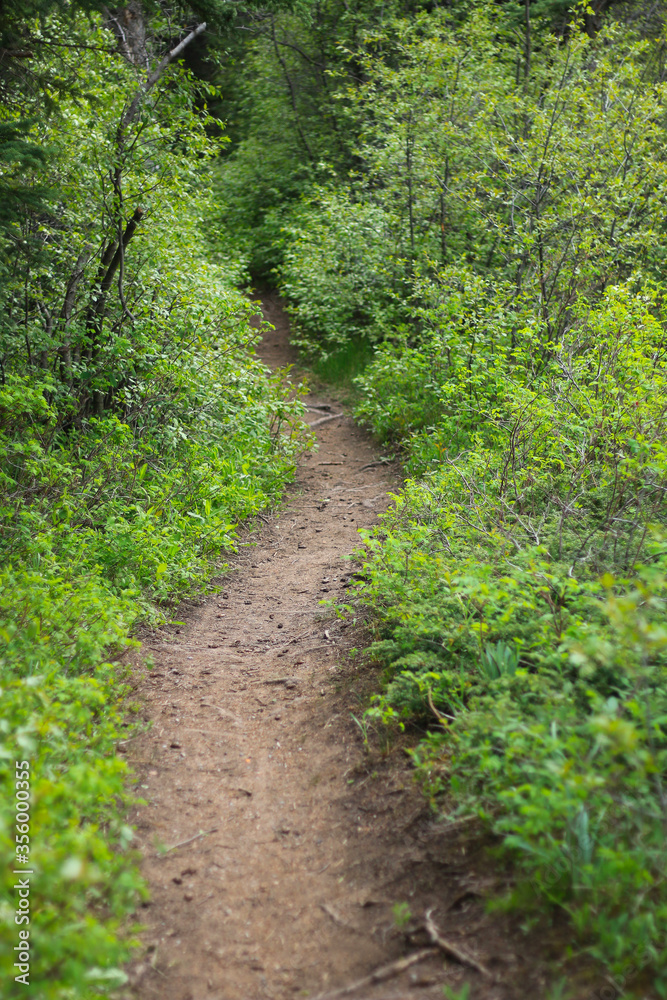footpath in the forest footpath in the forest