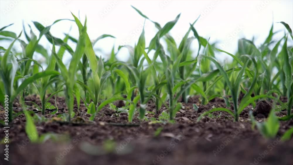 Part of a newly planted Maize crop in a field on a farm in Warwickshire, UK. Part of a newly planted Maize crop in a field on a farm in Warwickshire, UK.