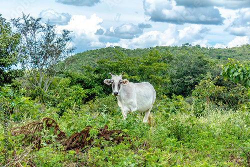 cow staring at the camera in the pasture
