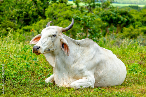 Cow sitting in the green pasture.