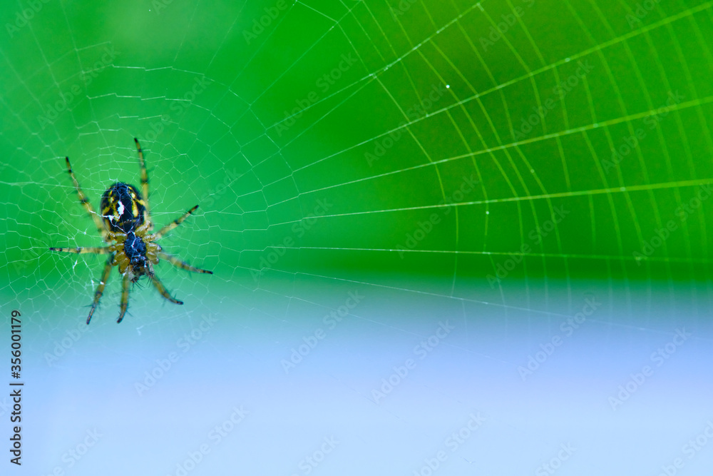 Obraz premium Spider hangs on the web general plan color