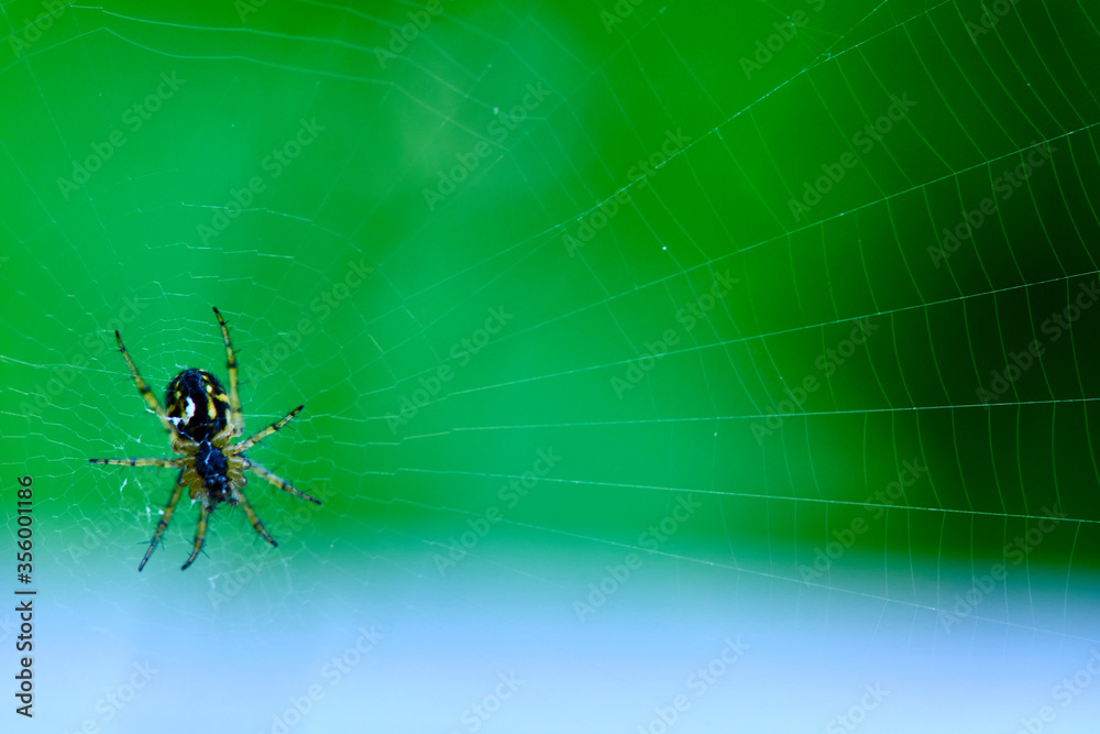Obraz premium Spider hangs on the web general plan color