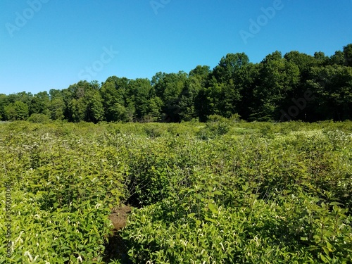 plants in wetland with green leaves and white flowers