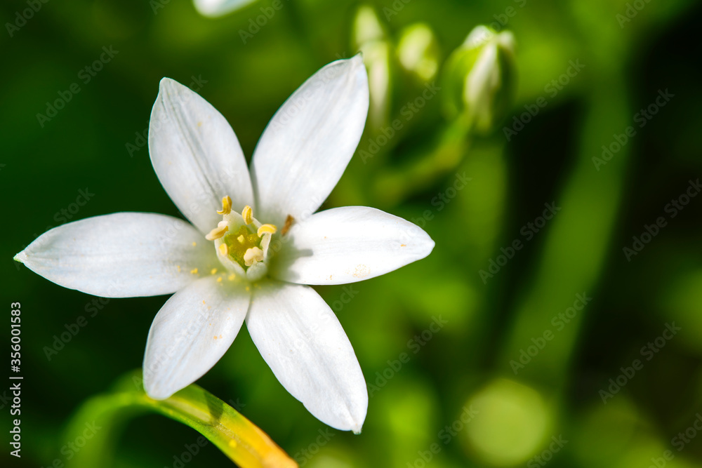 beautiful wildflowers blurred background color general plan beautiful wildflowers blurred background color general plan
