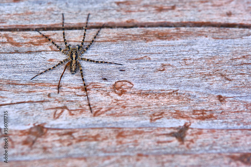 Spider sits on a macro board color