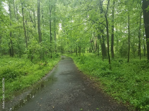 wet trail in green forest