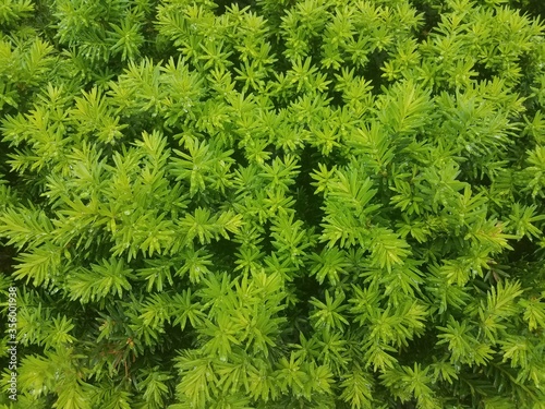 wet green plant up close