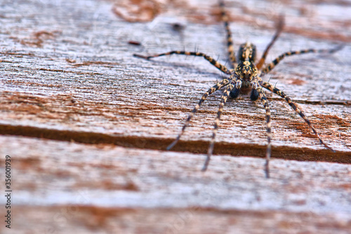 Spider sits on a macro board color