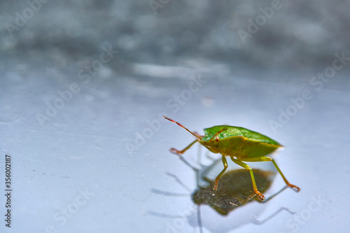 field bedbug sits on the glass color photo