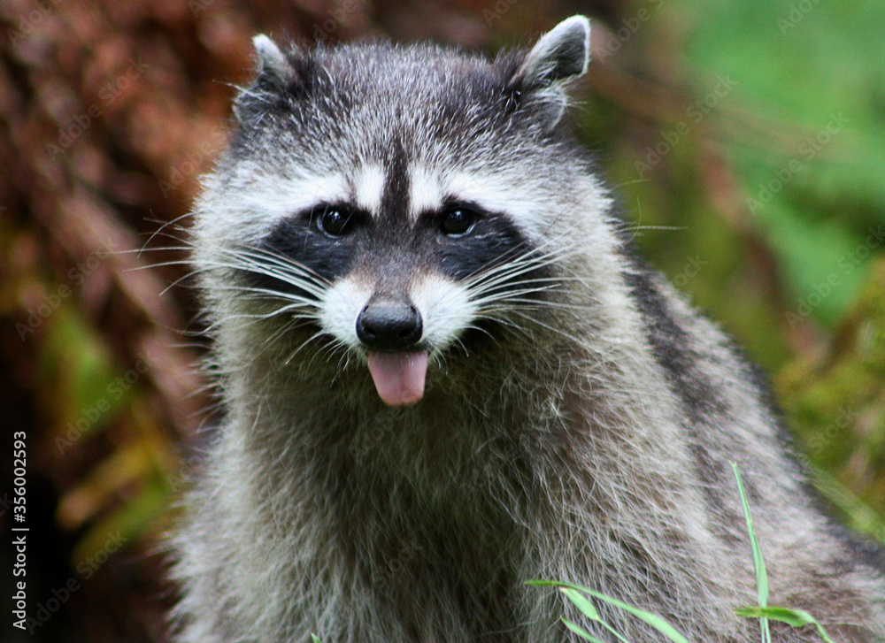 Raccoon sticking tongue out 