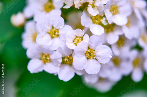 beautiful white tree flowers macro color blur background