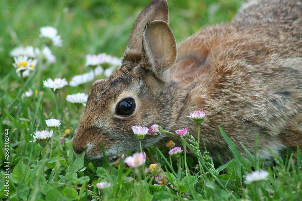 Bunny munching on grass Bunny munching on grass