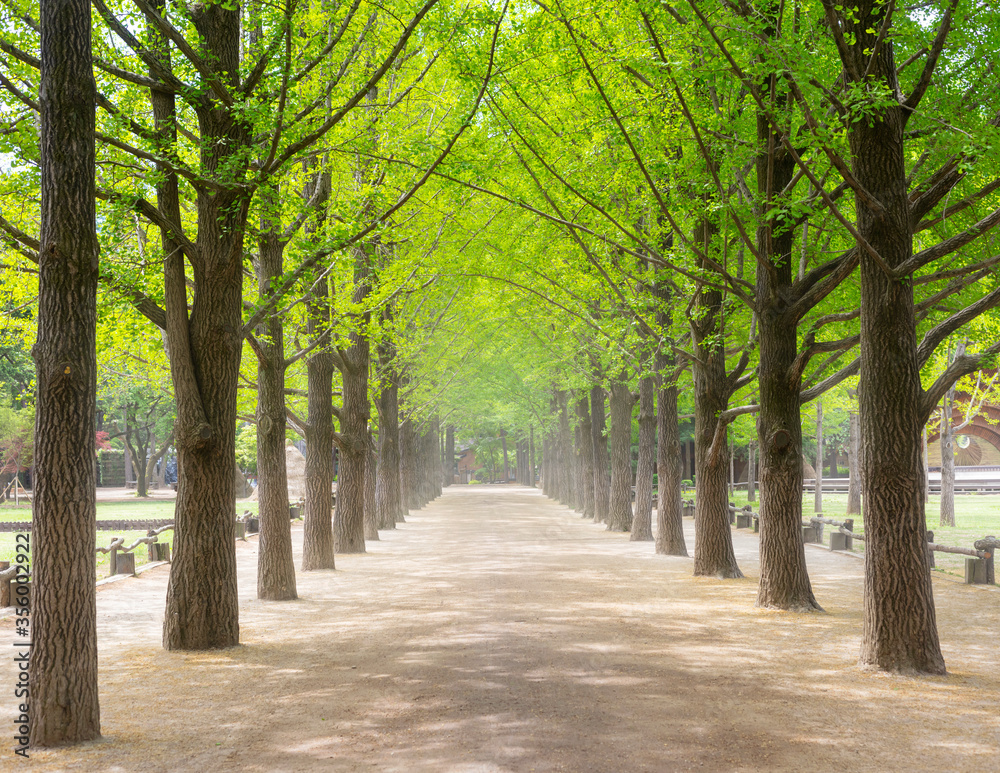 Nami Island in Spring at Chunchon South Korea Nami Island in Spring at Chunchon South Korea