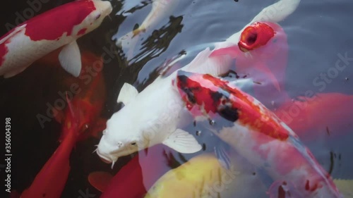 Slow Motion Coy Fish Swim together in groups and come up for air