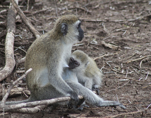 Vervet monkey with child