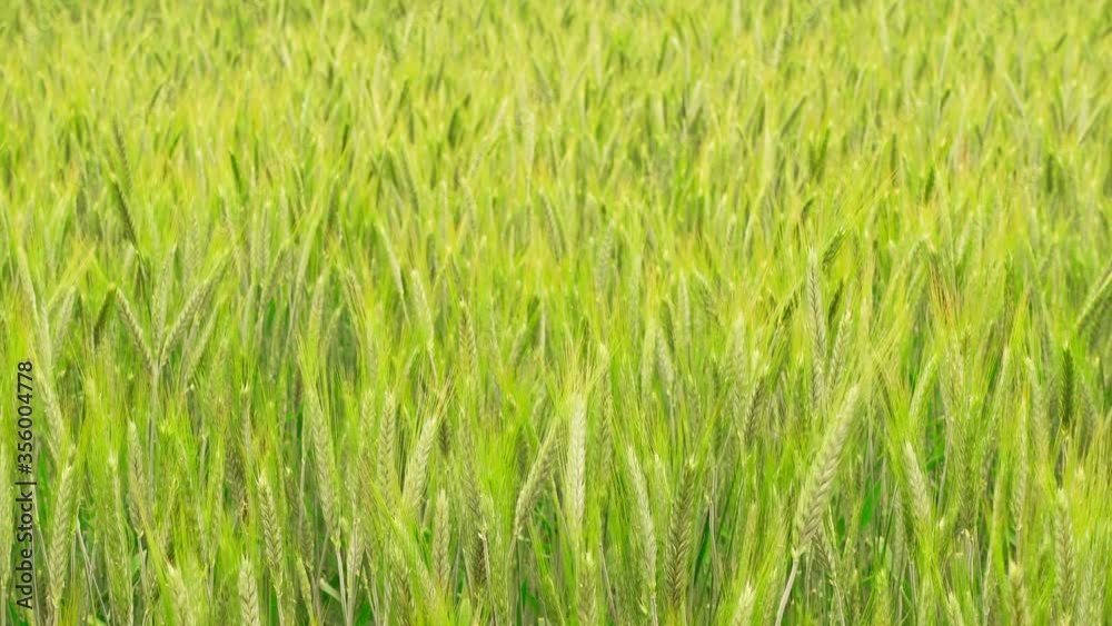 Green ears of wheat sway in the wind. Approaching, zoom in ears of wheat. Green ears of wheat sway in the wind. Approaching, zoom in ears of wheat.