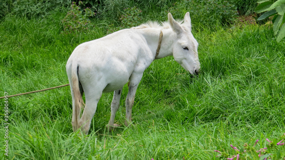 bello burro de color blanco entre el pasto bello burro de color blanco entre el pasto