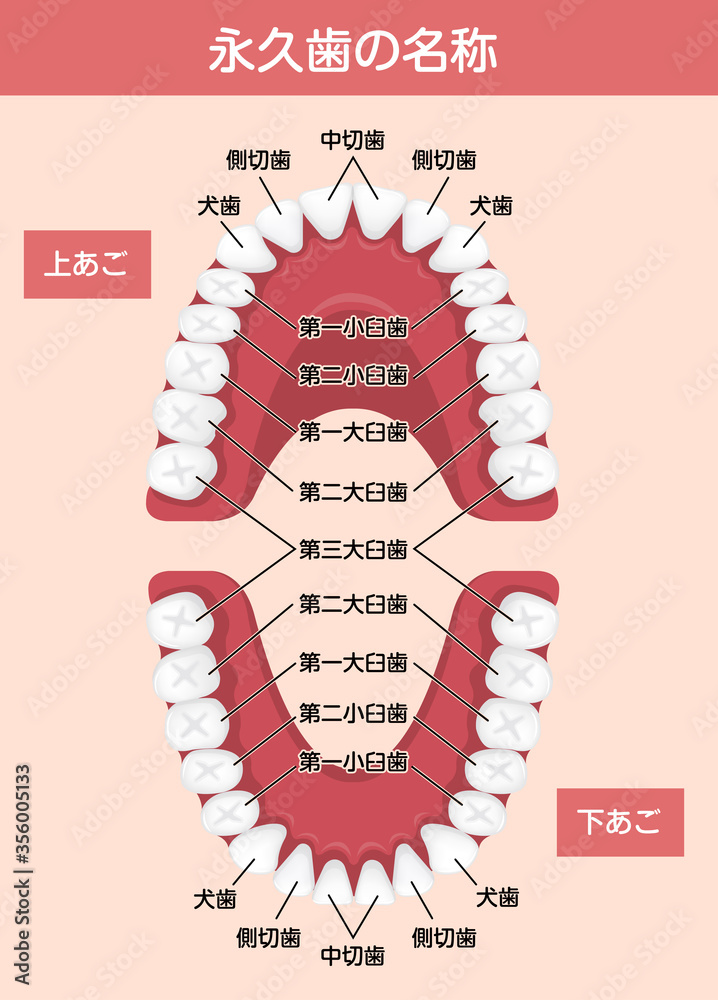 大人の歯 永久歯の歯並び 歯の名称 ベクターイラスト Stock Vector Adobe Stock