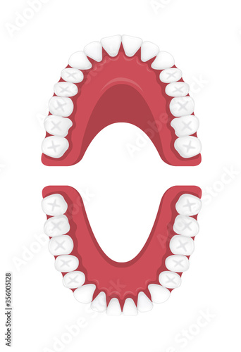 Human permanent teeth chart vector illustration / no text