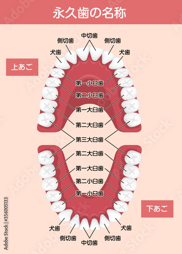 大人の歯 永久歯の歯並び 歯の名称 ベクターイラスト Vector De Stock Adobe Stock