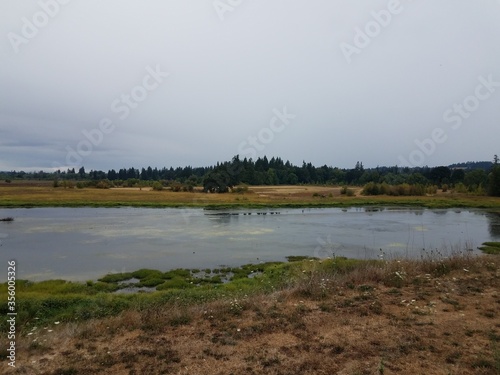 lake or pond water and green plants in wetland area