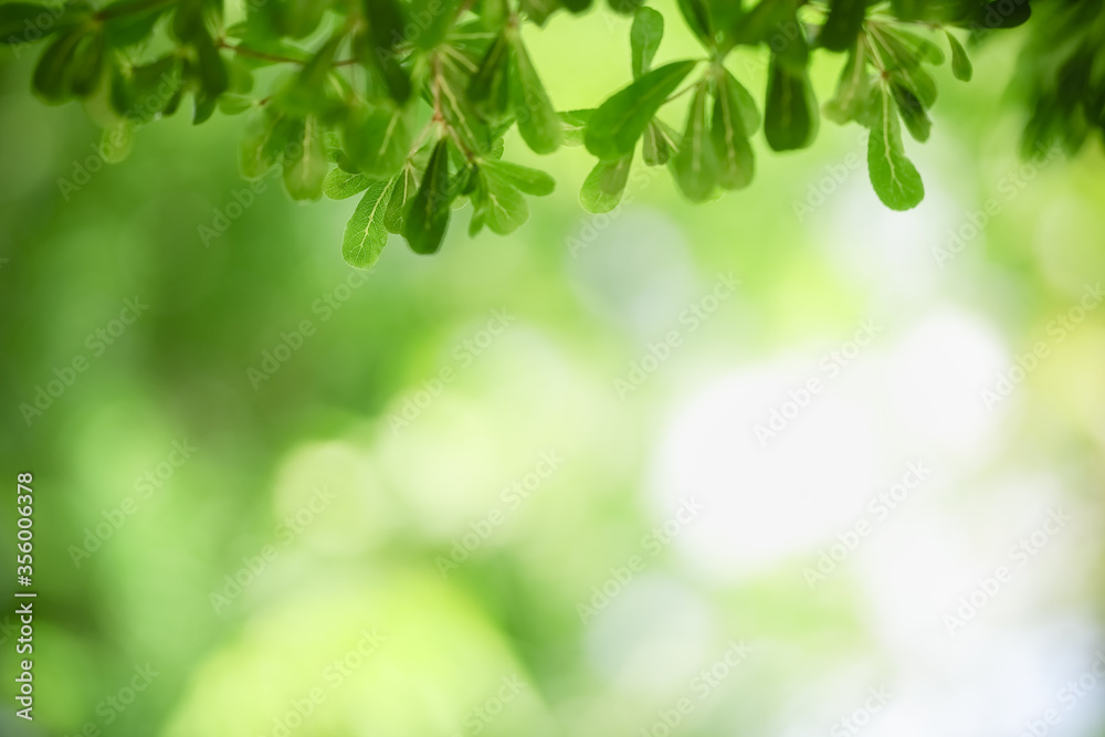 Closeup beautiful attractive nature view of green leaf on blurred greenery background in garden with copy space using as background natural green plants landscape, ecology, fresh wallpaper concept. Closeup beautiful attractive nature view of green leaf on blurred greenery background in garden with copy space using as background natural green plants landscape, ecology, fresh wallpaper concept.