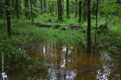 water in flooded forest or woods with trees