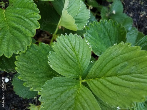 water drops on green leaf on strawberry plant