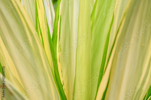 green leaf texture background