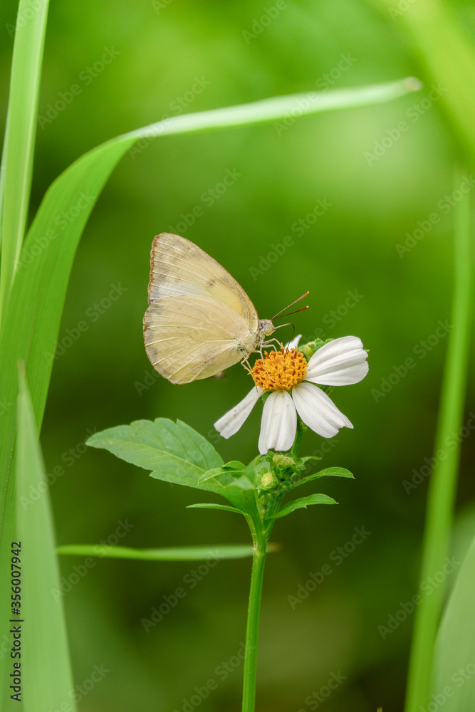 Yellow butterfly on grass flower Yellow butterfly on grass flower