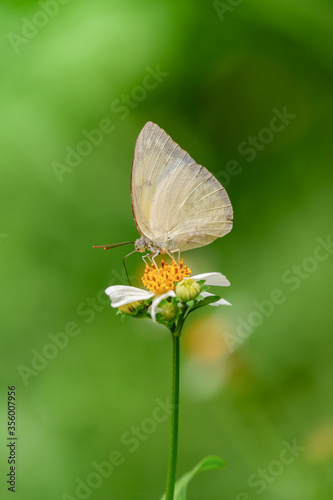 Yellow butterfly on grass flower © jakk_wong