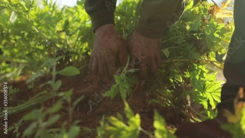 Farmer shakes the dirt off a yellow potato plant. Cinematic look, Close up shot, slow motion. photo