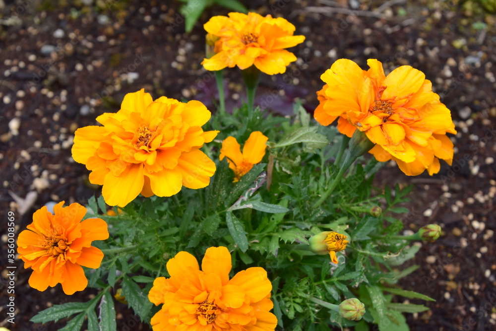Marigold in the garden, Japan Marigold in the garden, Japan