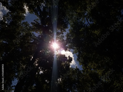 looking up at the bright sun and trees in the forest or woods