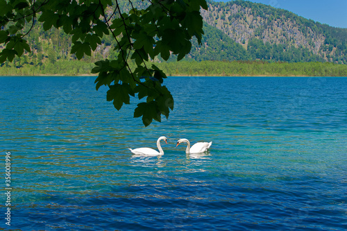 Fototapeta Naklejka Na Ścianę i Meble -  swans on the lake, Almsee Grünau Austria