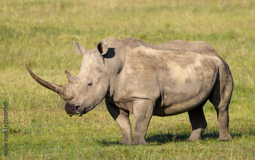 One adult large white rhino with big horn standing on green grass in Lake Nakuru Kenya