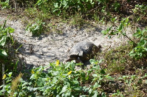 grey turtle with shell and plants with green leaves