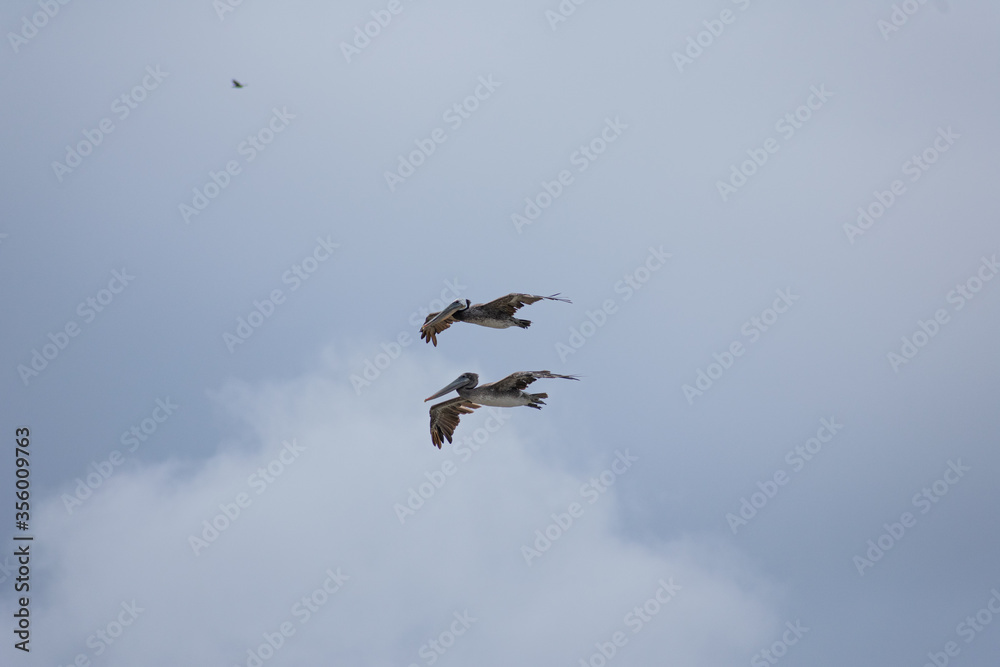 Obraz premium California Pelicans