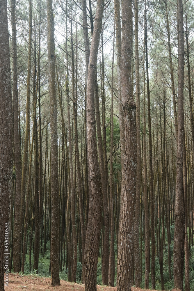 Fototapeta premium beautiful pine forest. Latin name for pine is Pinus. Pine forests are widely spread throughout the world.