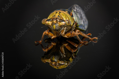 western Dusk Singing Cicada -- Megatibicen resh photo