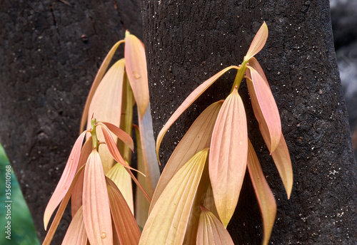 Lush apricot-coloured new growth at the base of blackened tree trunks, in the Bundjalung National Park, following recent devastating bush fire.