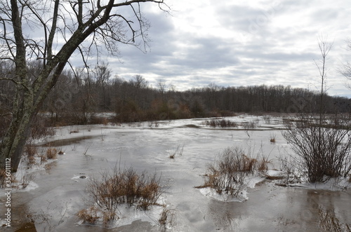 trees and water with ice in wetland or swamp environment