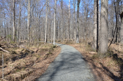 path or trail in forest or woods with trees and brown leaves