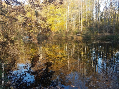 trees and leaves and a lake with reflections